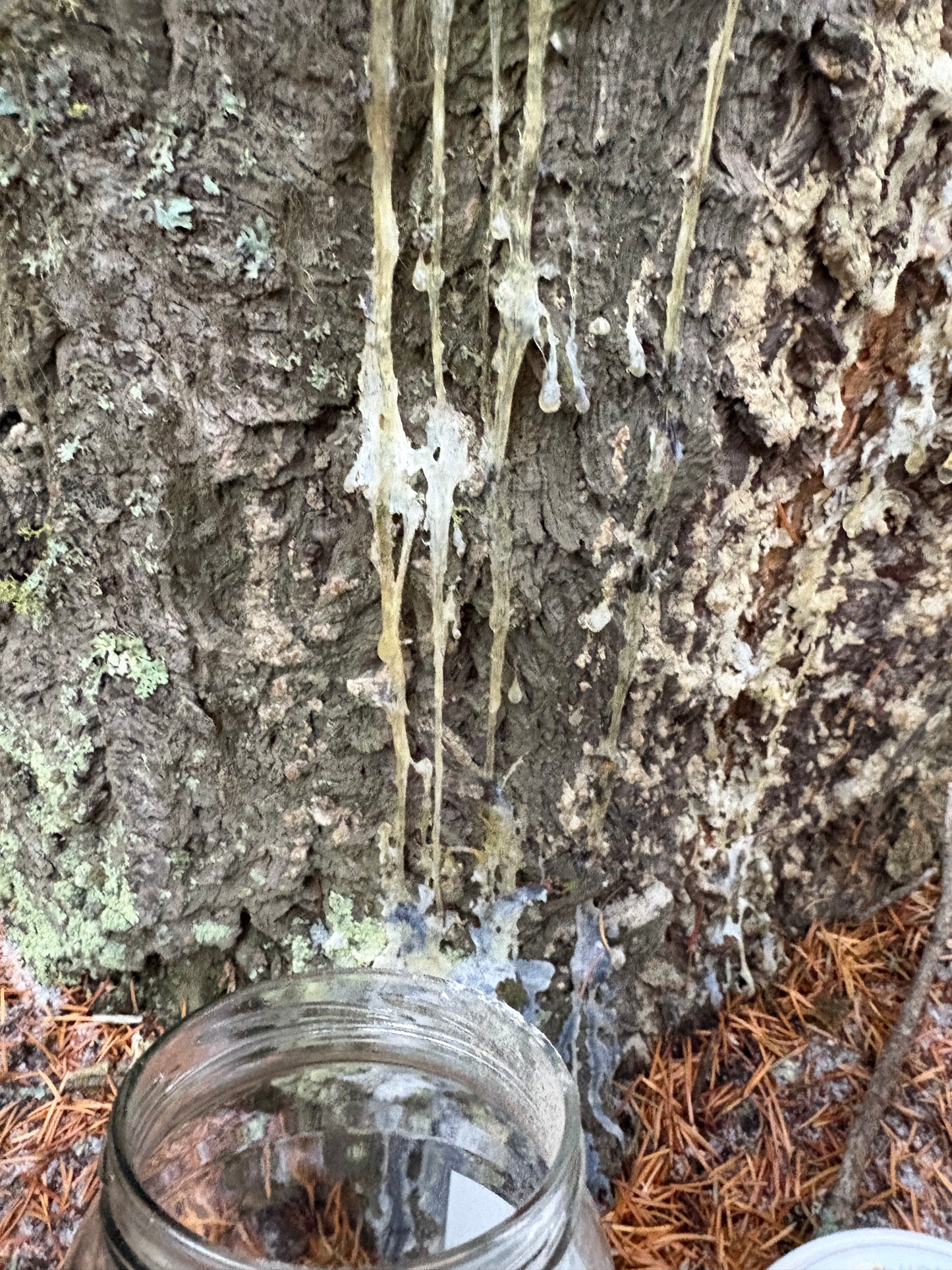 Wildcrafted Pine Pitch Salve — Ancestral Healing for Modern Skin